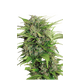 Product_Bunte Blüte Cannabis Samen Auto-Flowering, 3 image_Cannadusa_Marketplace_Buy